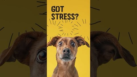 Excellent Pets No Stress Chews